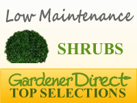 Shrubs - Low Maintenance