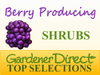 Shrubs - Berry Producing