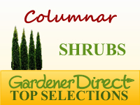 Shrubs - Columnar & Narrow