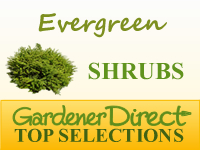 Shrubs - Evergreen