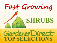 Shrubs - Fast Growing