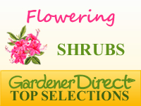 Shrubs - Flowering