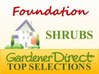 Shrubs - Home Foundations