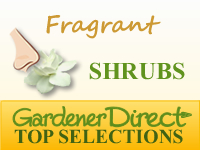 Shrubs - Fragrant & Scented