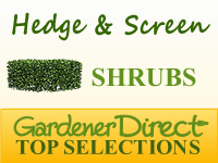 Shrubs - Hedge or Screen