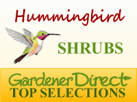 Shrubs - Hummingbird Attracting