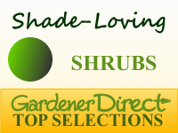 Shrubs - Shade Loving