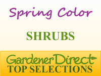 Shrubs for Spring Color