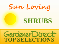 Shrubs - Sun Loving