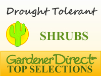 Shrubs for Xeriscapes & Drought Tolerance