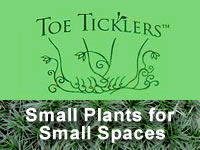 Toe Ticklers Groundcover Series