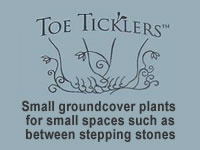 Toe Ticklers / Stepable Plants