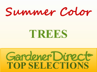 Trees for Summer Color