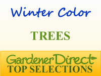 Trees for Winter Color