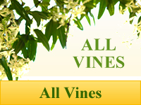 Vines - All