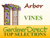 Vines - Arbors & Fences