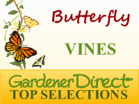 Vines - Butterfly Attracting