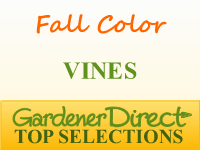 Vines for Fall Color