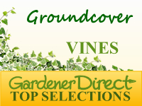 Vines - Groundcovers