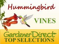 Vines - Hummingbird Attracting
