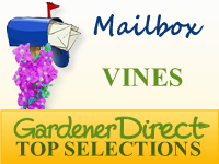 Vines - Mailbox & Post