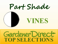 Vines for Part Shade