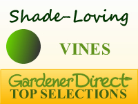 Vines - Shade Loving
