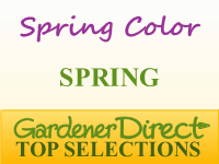 Vines for Spring Color