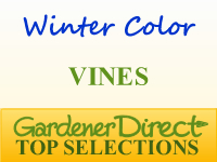 Vines for Winter Color