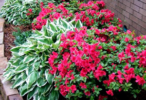 Azaleas and Hostas