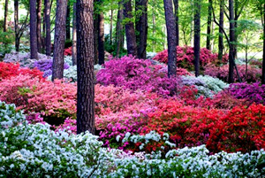 Azaleas Under Pines