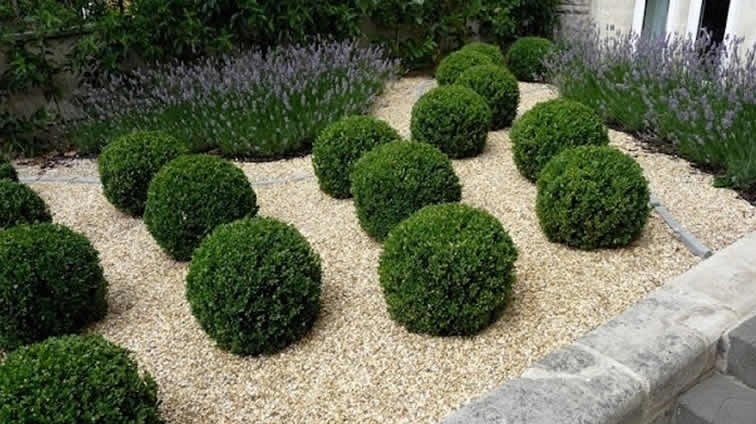 Baby Gem Boxwood