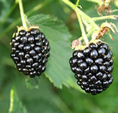 Navaho Thornless Blackberry