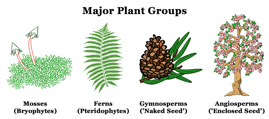 Plant Groups