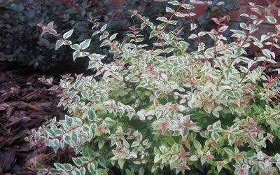mardi gras abelia x grandiflora