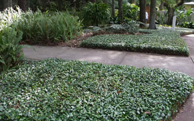 asian jasmine ground cover