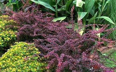 Rosy Glow Barberry