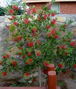 https://www.gardenerdirect.com/public/images/products/bottlebrush-red-cluster-espalier.jpg