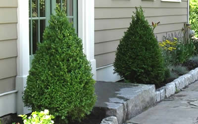 Green Mountain Boxwood