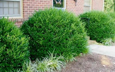 Wintergreen Boxwood