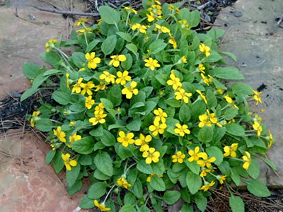 Green And Gold - 10 Count Flat - 4.5 Pots - Groundcover