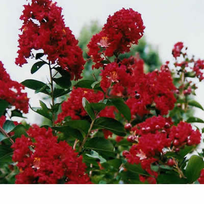 Dynamite Crape Myrtle flowers