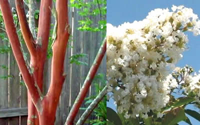 Natchez Crape Myrtle bark and flower