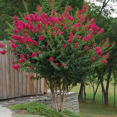 Tonto Crape Myrtle