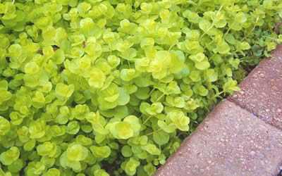 Creeping Jenny