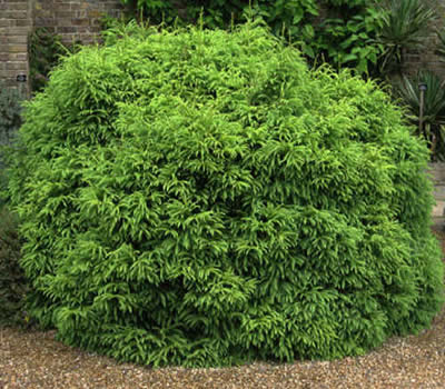 Global Cryptomeria