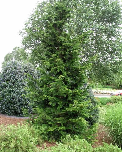 Slender Hinoki Cypress 1 Gallon Tree Coniferous Trees Evergreen Gardener Direct,Horseradish Tree