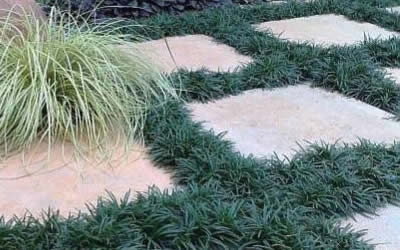 Dwarf Mondo Grass between stepping stones