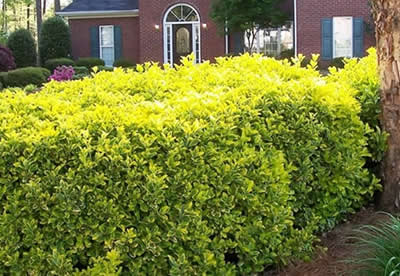 Golden Euonymus Euonymus Japonicus Ovatus Aureus 2 5 Quart Shrub Euonymus Shrubs Gardener Direct