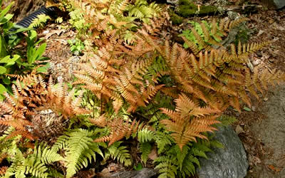 Autumn Fern